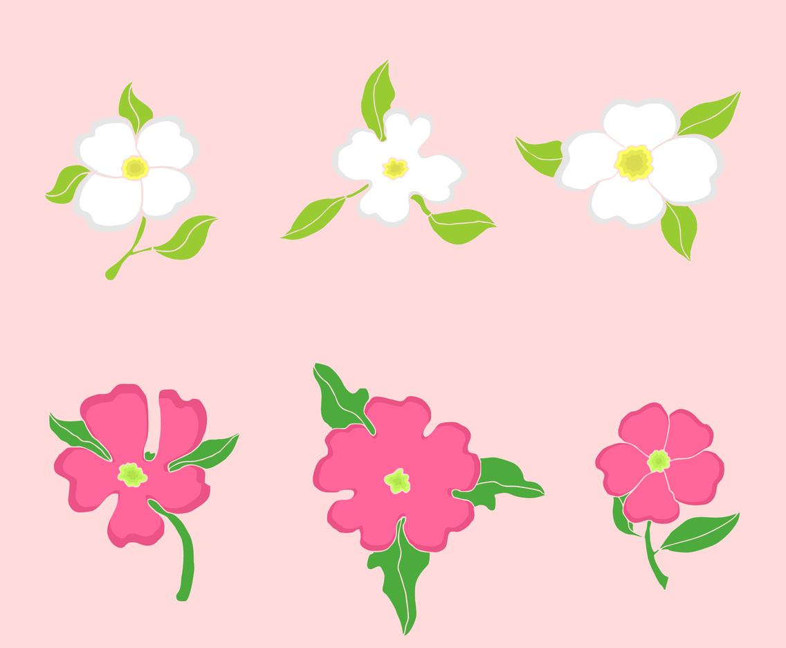 Dogwood Flowers
