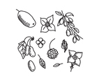 Black  White Dogwood Flowers and Seed Vectors