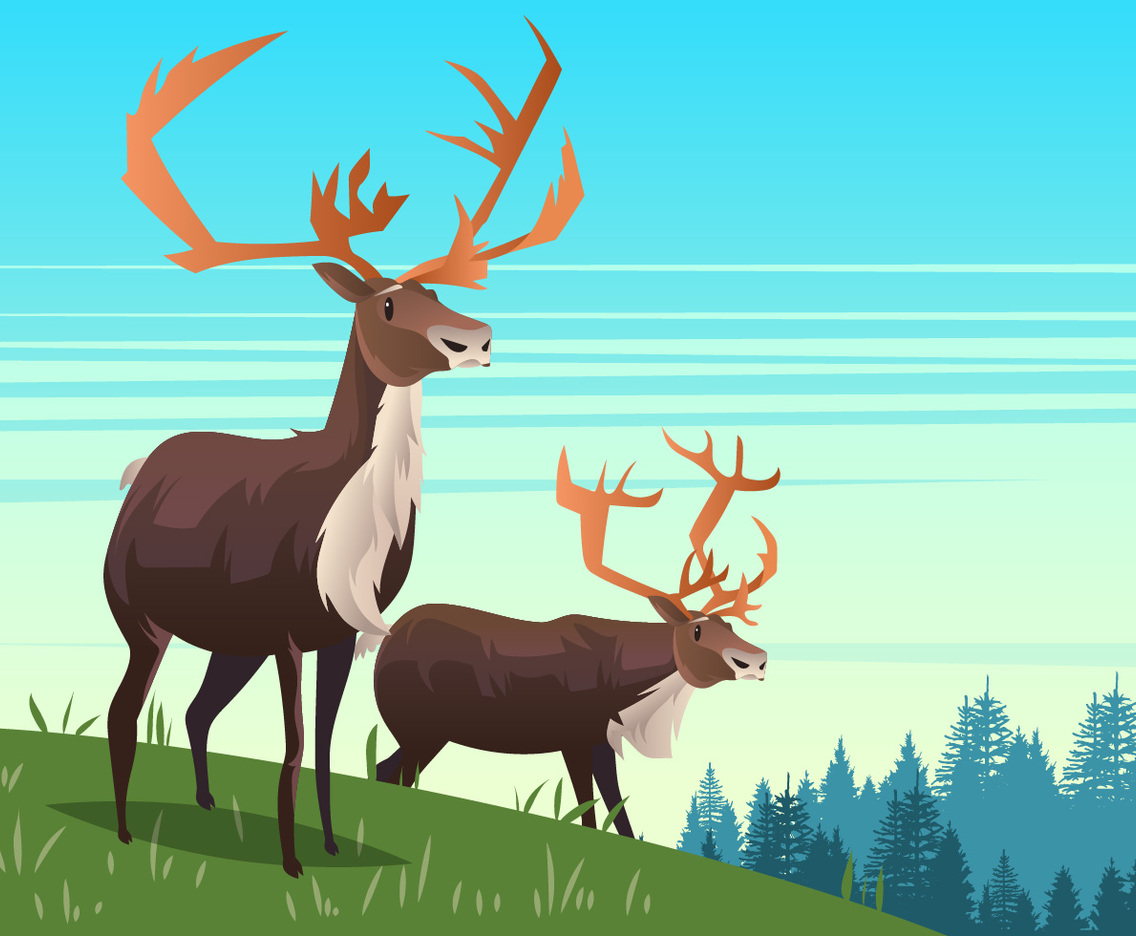 Bull Caribou