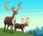Bull Caribou