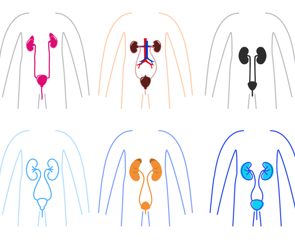 Urology Vector