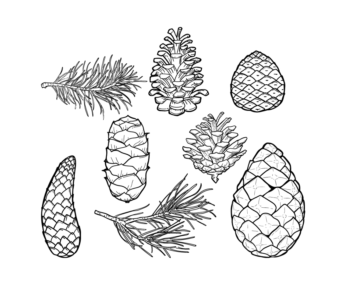 Pine Cones  Leaf Vector