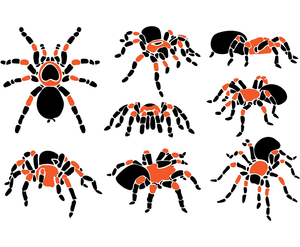 Tarantula Vector