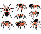 Tarantula Vector
