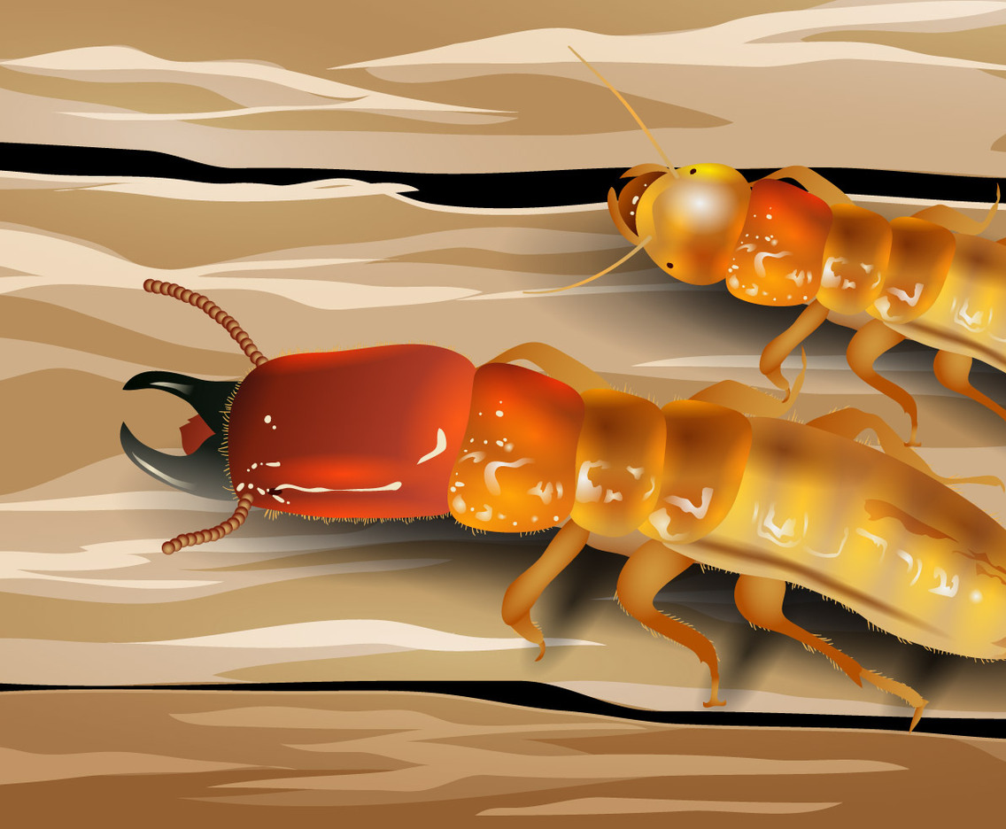 Soldier Termite