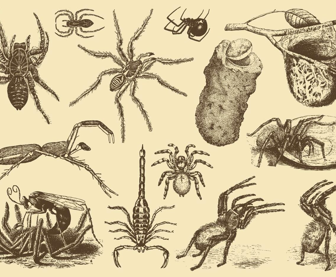 Poisonous Arachnids
