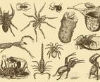 Poisonous Arachnids