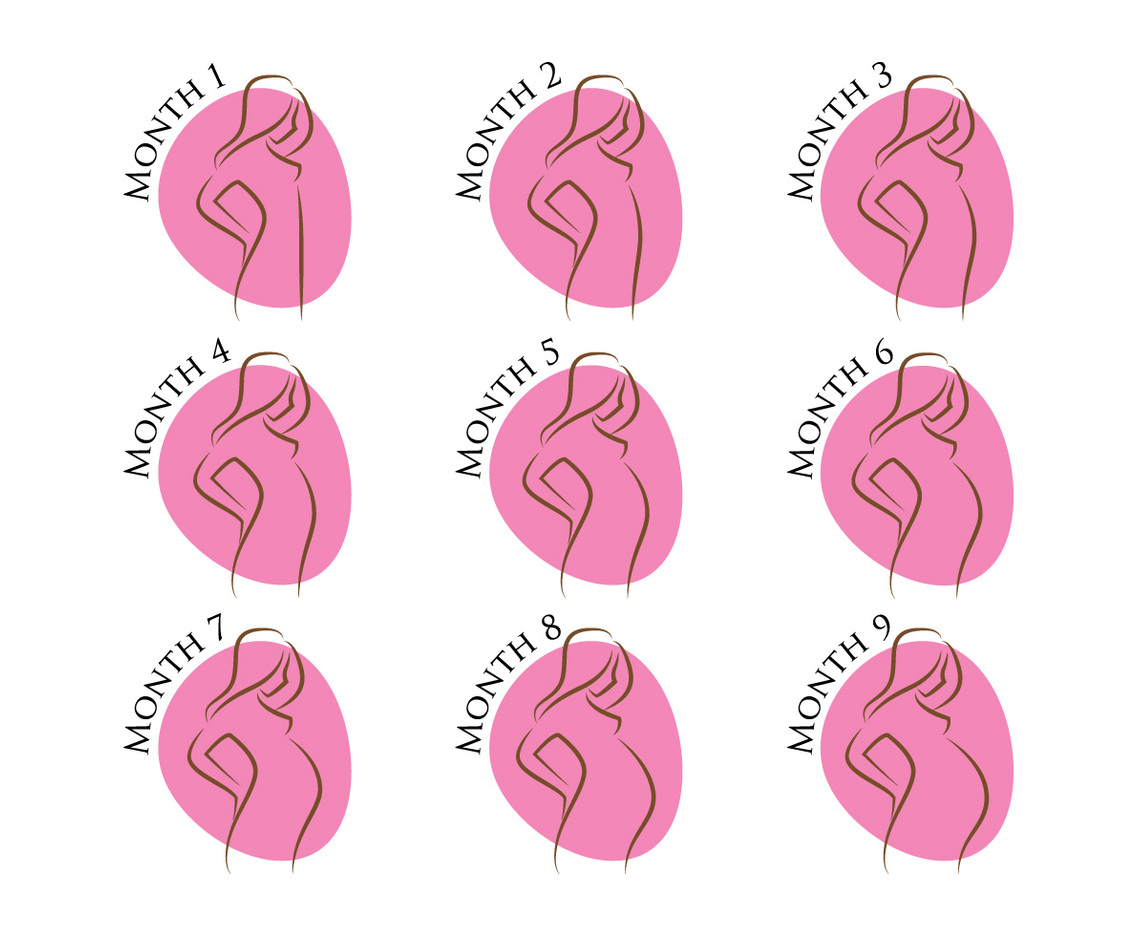 Pregnancy Stages