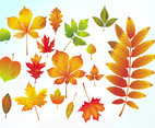 Autumn Vector Leaves