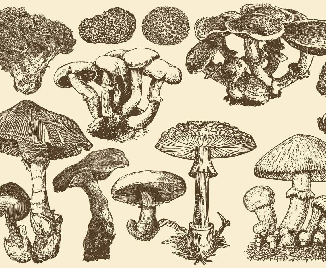 Wild Mushrooms