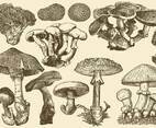 Wild Mushrooms