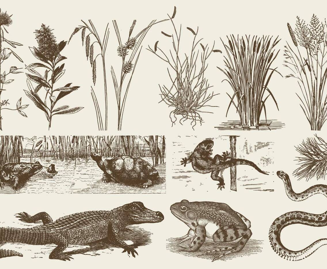 Swamp Fauna And Flora Vector Art & Graphics | freevector.com