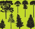 Silhouette Conifer Trees