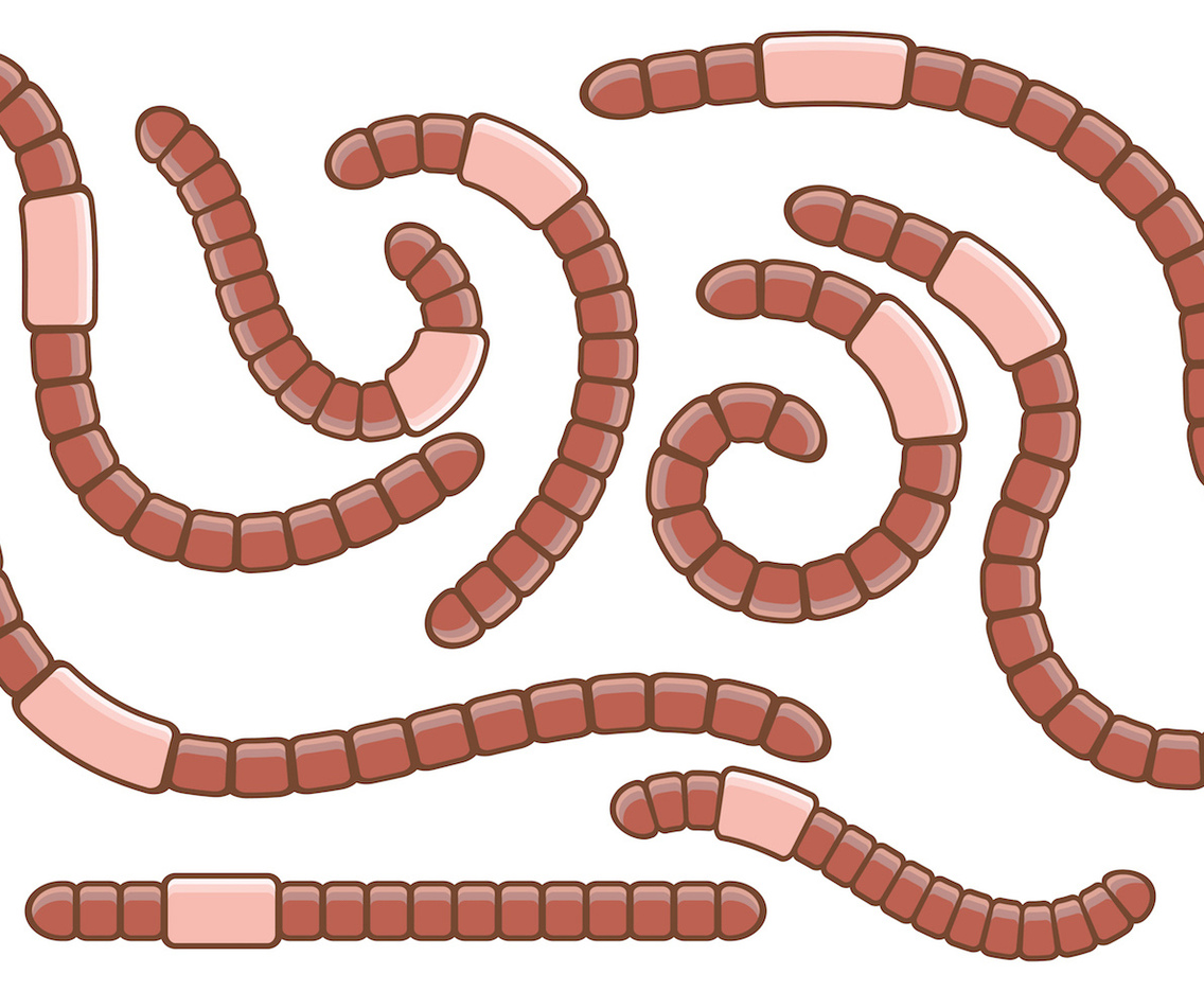 Pack of Earthworm Vectors