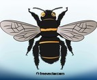 Bee Illustration