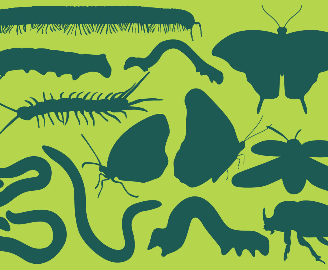 Bug Silhouettes