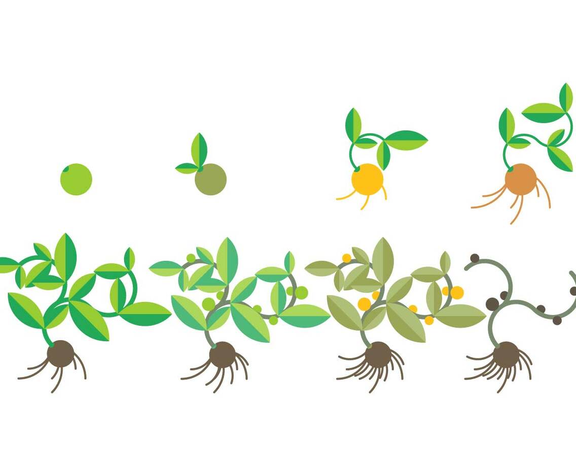Free Grow Up Vector