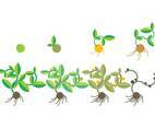 Free Grow Up Vector