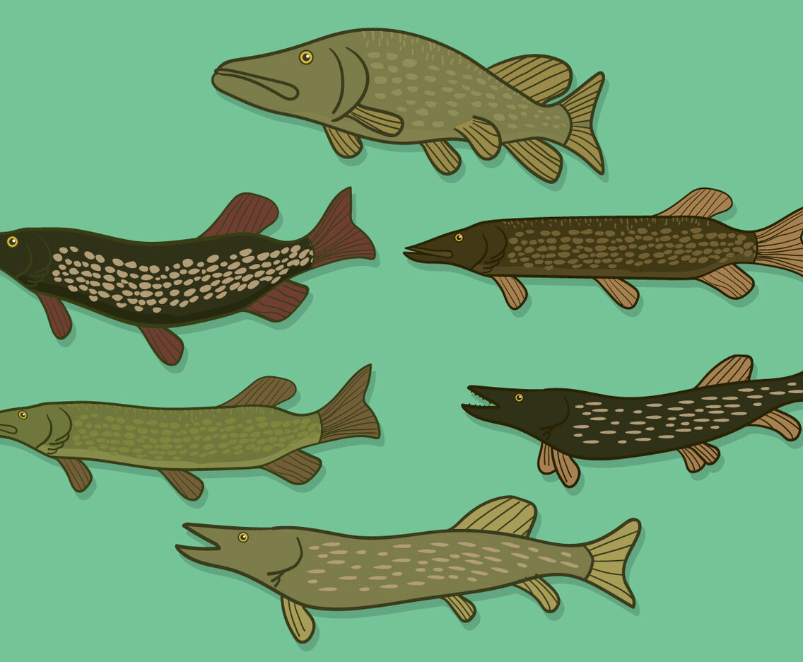Pike Vector