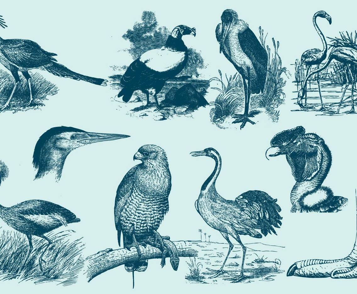 Big Bird Drawings