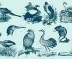 Big Bird Drawings