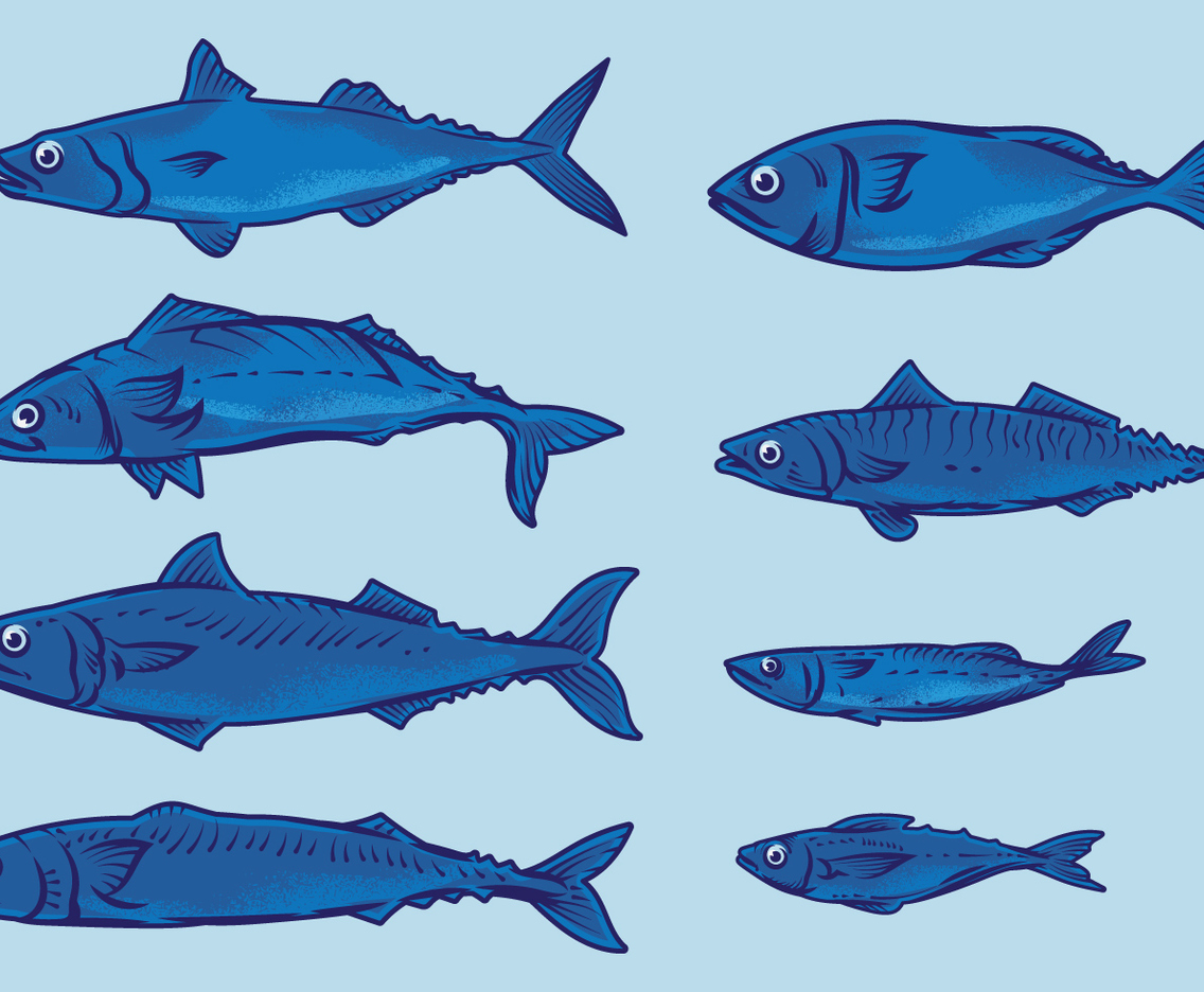 Mackerel Fish