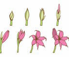 Grow Up Flower Plant Set