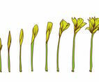 Yellow Flower Grow Up Plant Set