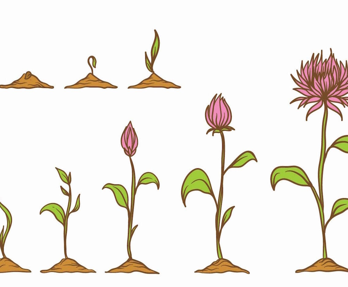 Grow Up Plant Set