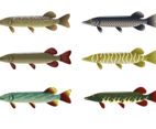 Free Pike Vector