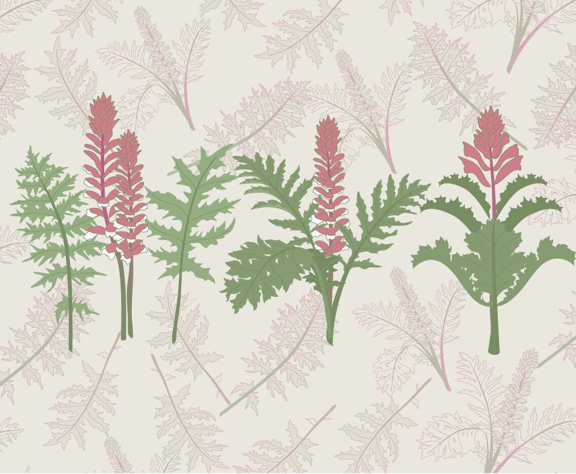 Acanthus Vector