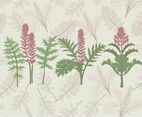 Acanthus Vector