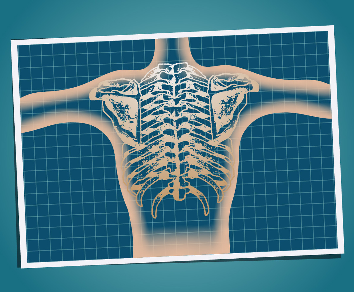 ribcage
