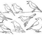 Nightingale Outline Set