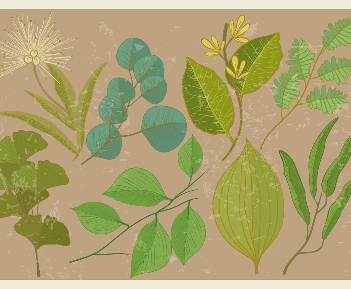 Eucalyptus Leaf