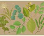 Eucalyptus Leaf