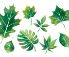 Leaves in watercolor  Hojas in watercolor