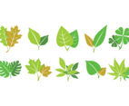 Green hojas collection