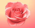 Rose Blossom