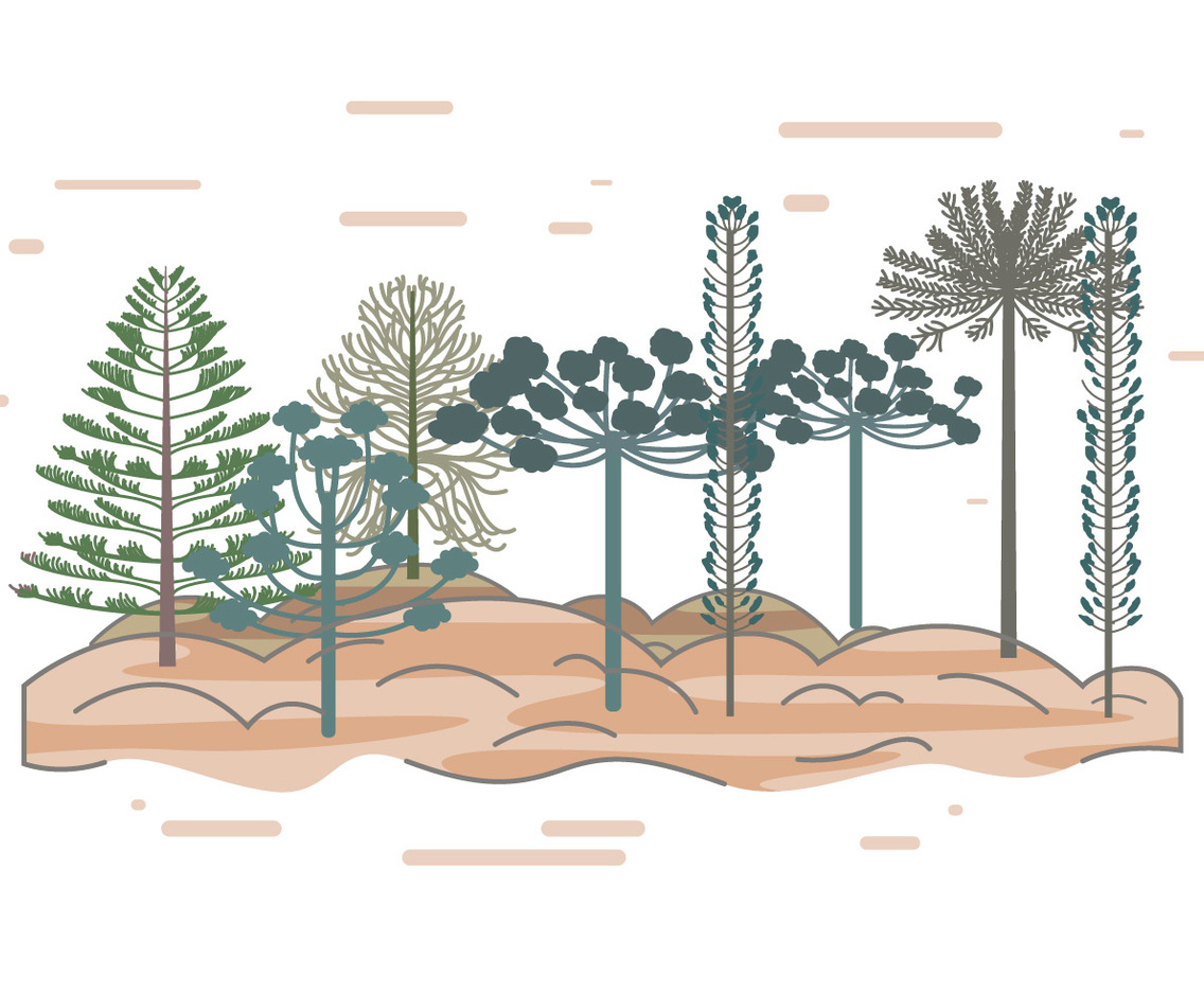 Araucaria Vector