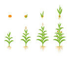 GROW UP CORN VECTOR