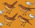 Nightingale Vector Set Illustration