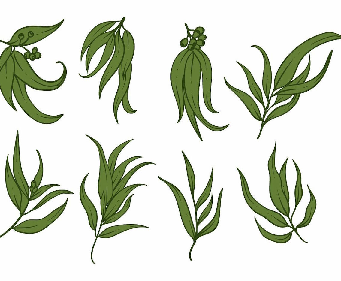 Eucalyptus Icon Set
