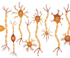 Neuron Set