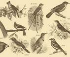 Little Bird Drawings