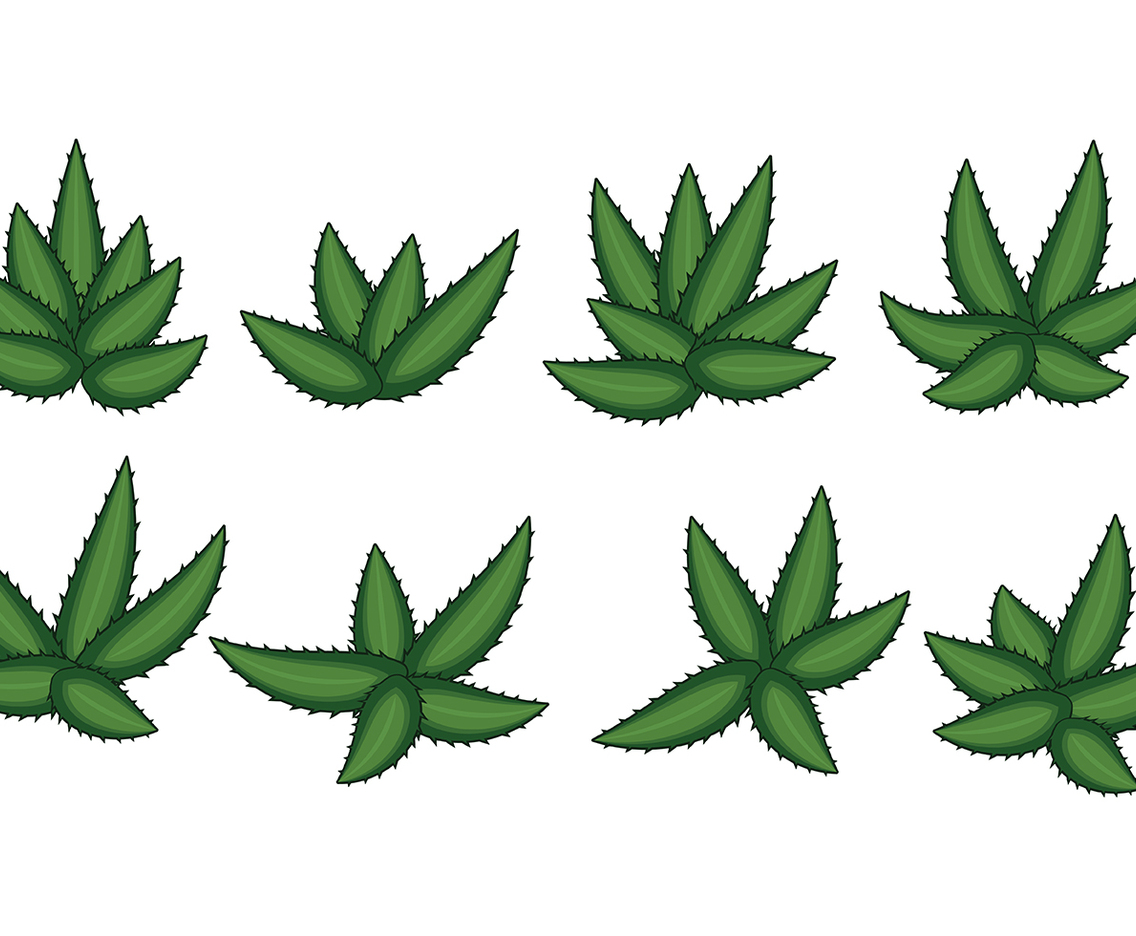 Maguey Vector