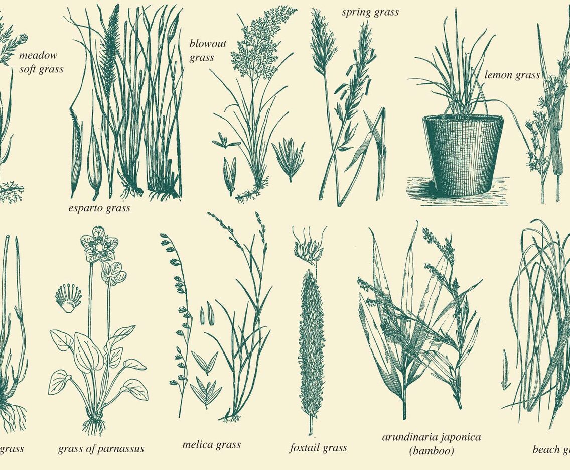 Wild Grass Vectors