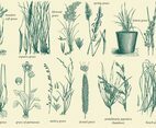 Wild Grass Vectors