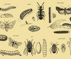 Grow Up Insect Vectors