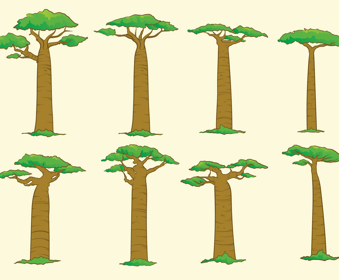 Baobab Tree